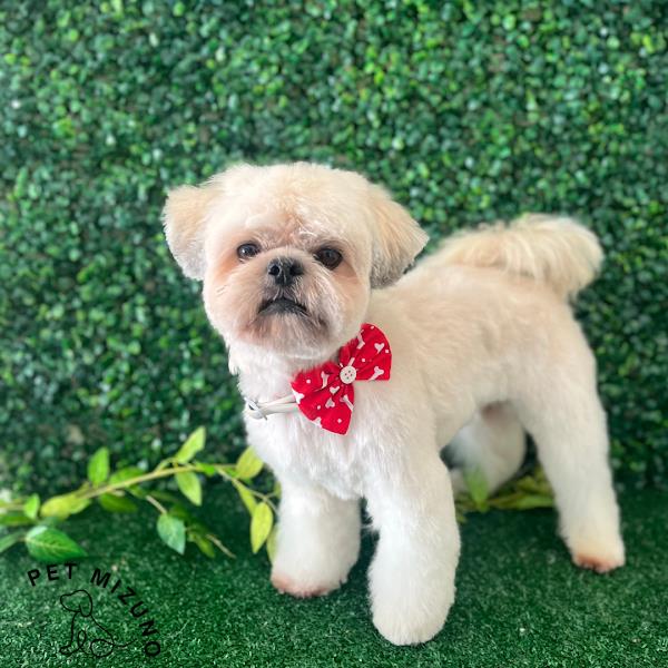 Pet Mizuno Banho e tosa, Creche Pet, Hospedagem Pet Pet Mizuno Banho e tosa, Creche Pet, Hospedagem Pet