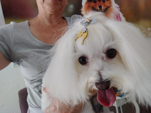 Foto 1 Kawaii Banho e Tosa