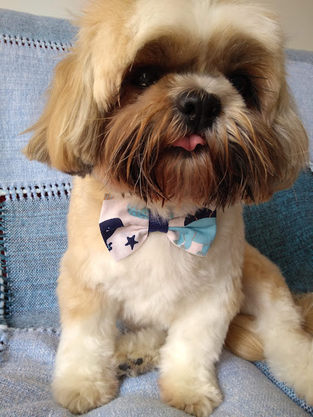 Foto 2 Kawaii Banho e Tosa