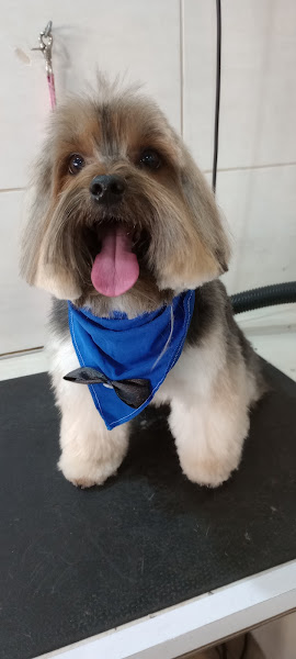 Foto 1 Campinas Pet Spa