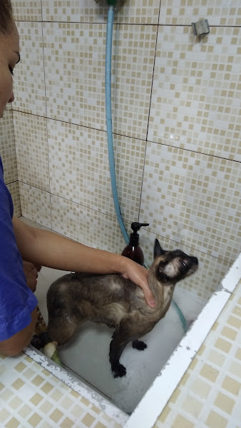 Foto 2 Pet Molhado Foto 2 Pet Molhado