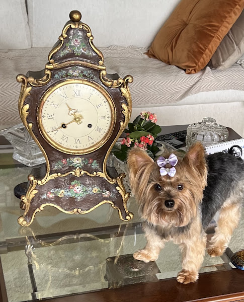 Foto 1 Pet Paixão - Clínica Veterinária Cambuí