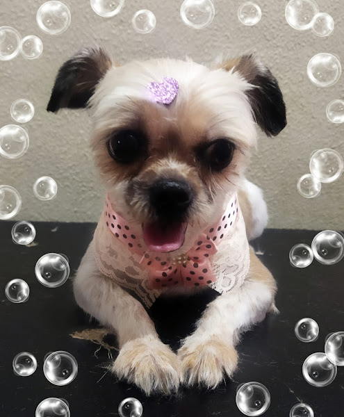 Foto 1 Bola de Pêlo Estética Animal