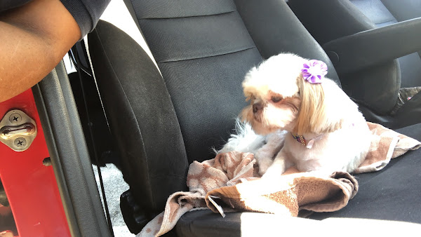 Foto 2 Bola de Pêlo Estética Animal