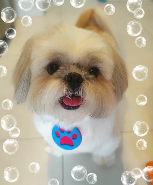 Foto 3 Bola de Pêlo Estética Animal