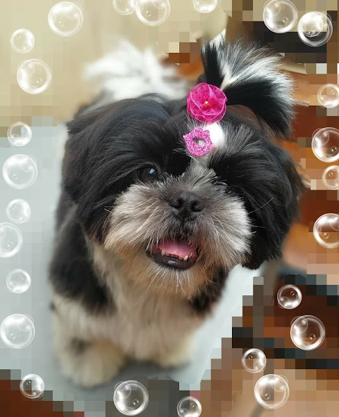 Foto 4 Bola de Pêlo Estética Animal