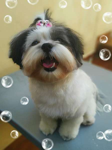 Foto 5 Bola de Pêlo Estética Animal