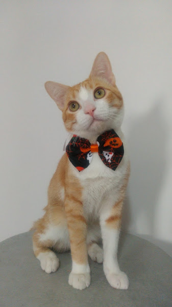 Foto 2 O Tao do Bicho Medicina Veterinária Foto 2 O Tao do Bicho Medicina Veterinária