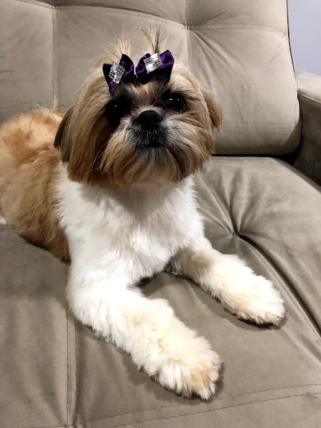 Clínica veterinária Xandaine - 24 Horas - Ouro verde - DIC