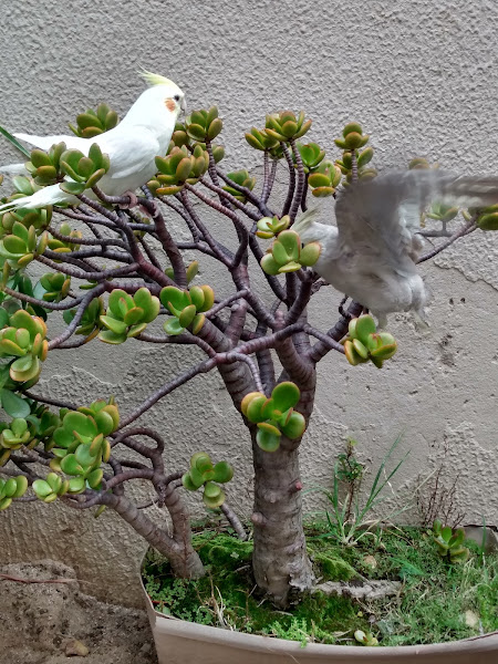 Foto 1 Clínica veterinária Xandaine - 24 Horas - Ouro verde - DIC