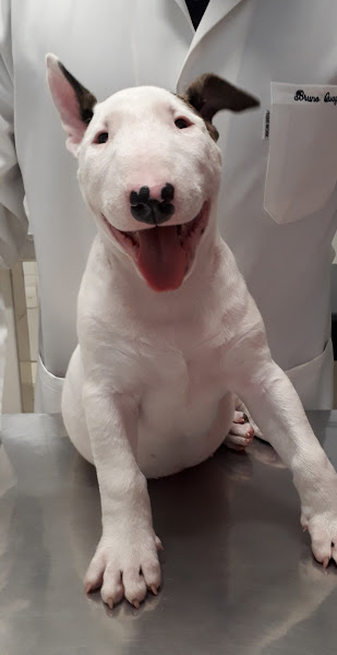 Clínica Veterinária Nova Europa