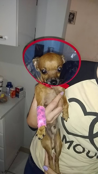 Foto 3 Clínica Veterinária Nova Europa