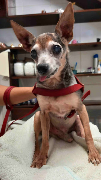 Foto 4 Clínica Veterinária Nova Europa