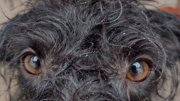 Dom Vet Clinica Veterinária