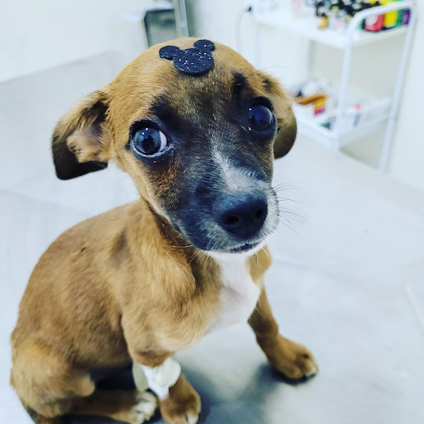 Foto 1 Dom Vet Clinica Veterinária