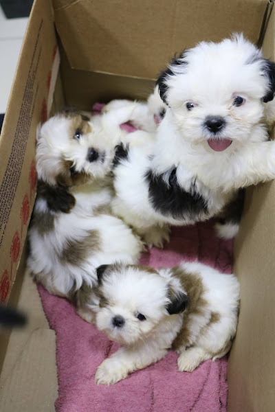 Foto 3 Dom Vet Clinica Veterinária