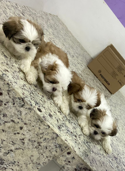 Foto 4 Dom Vet Clinica Veterinária