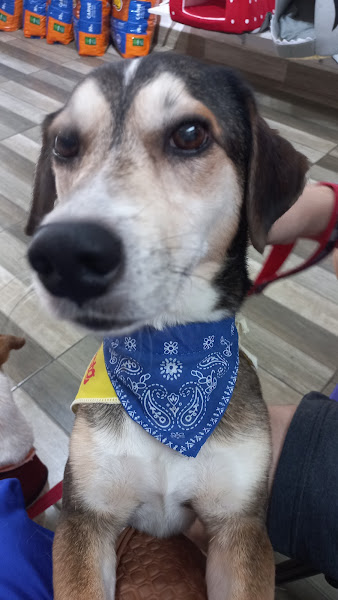 Foto 6 Dom Vet Clinica Veterinária