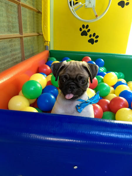 Foto 1 Pet São Francisco Campinas