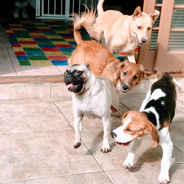 Foto 2 Pet São Francisco Campinas