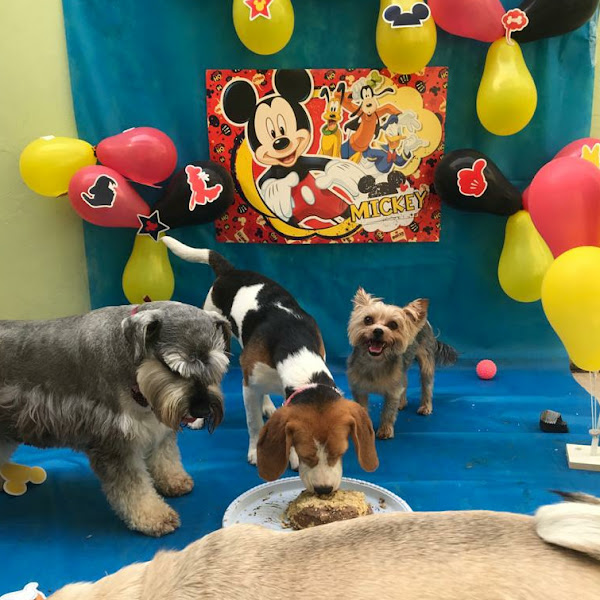 Foto 4 Pet São Francisco Campinas