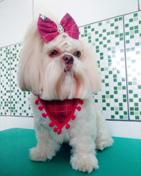 Foto 1 CIMV Centro Integrado de Medicina Veterinária