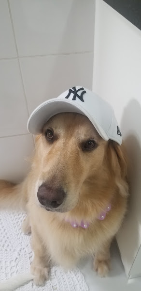 Foto 2 CIMV Centro Integrado de Medicina Veterinária