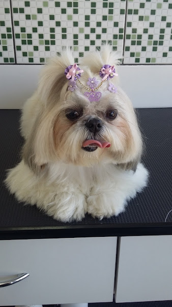 Foto 3 CIMV Centro Integrado de Medicina Veterinária