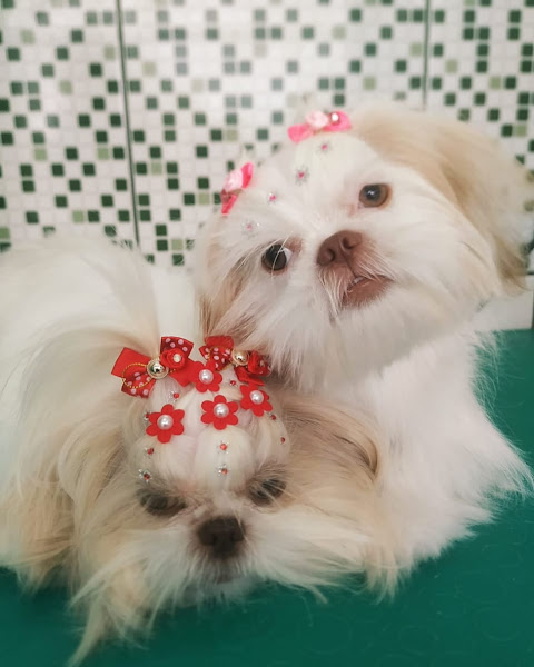 Foto 4 CIMV Centro Integrado de Medicina Veterinária