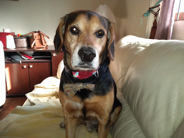 Centro Médico Veterinário Campinas