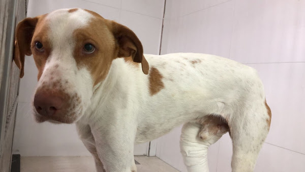 Foto 2 Centro Médico Veterinário Campinas