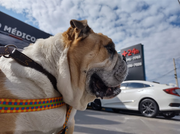 Foto 3 Centro Médico Veterinário Campinas