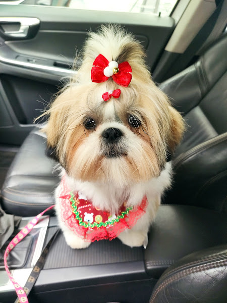 Hospital Veterinário Verlengia