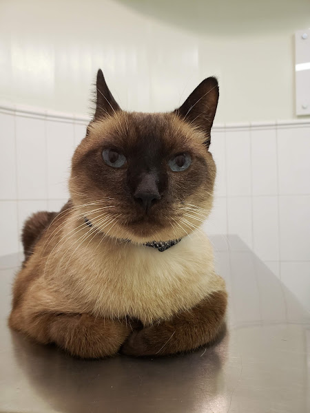 Foto 2 Hospital Veterinário Verlengia