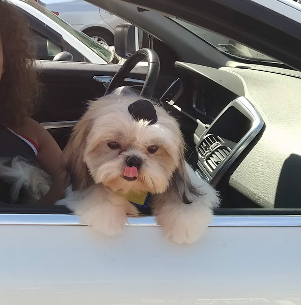 Foto 3 Hospital Veterinário Verlengia