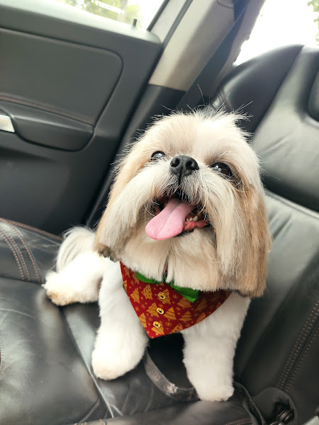 Foto 4 Hospital Veterinário Verlengia