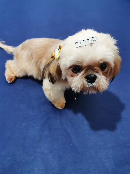 Clínica Veterinária Late e Mia