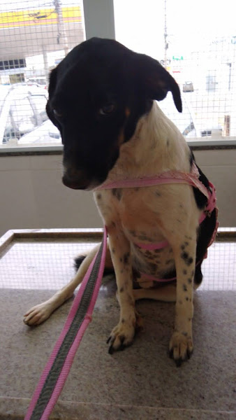 Foto 2 Clínica Veterinária Late e Mia