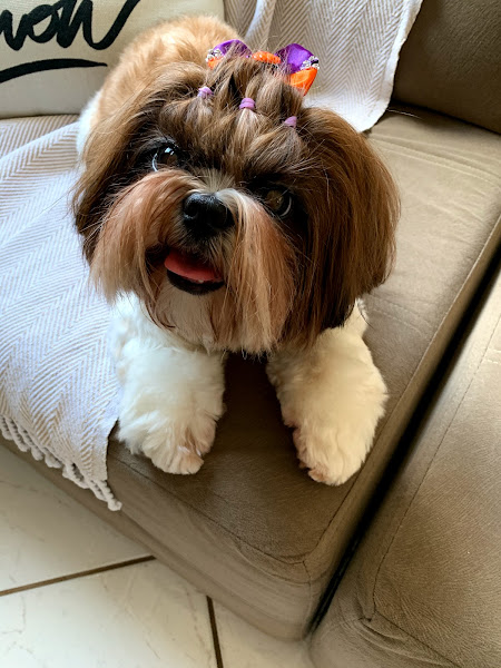 Foto 3 Clínica Veterinária Late e Mia