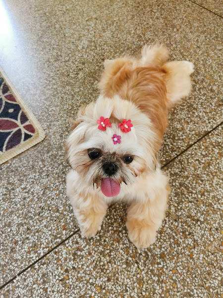 Foto 4 Clínica Veterinária Late e Mia