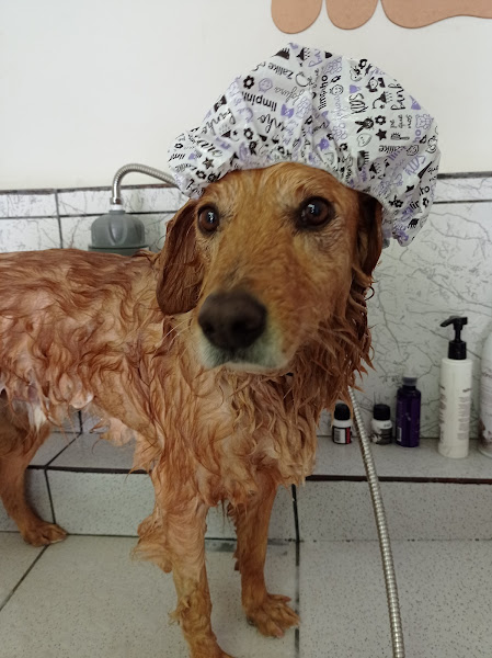 Foto 2 Oliver Pet Centro de Estética Animal