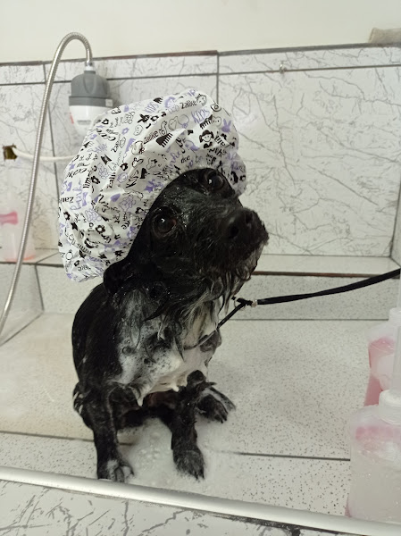 Foto 3 Oliver Pet Centro de Estética Animal