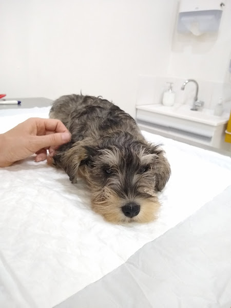 Foto 2 Hospital Veterinário Taquaral - Campinas 24 horas