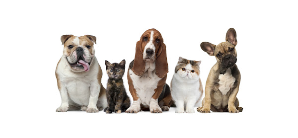 HOVET - Hospital Veterinário Campinas