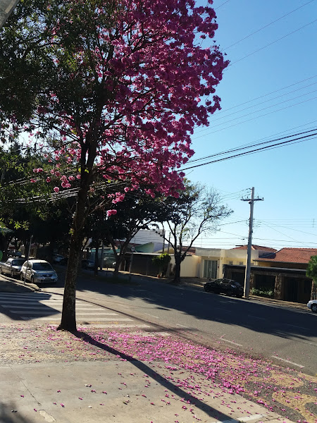 Foto 3 H.A. Pet- Programa Preventivo Veterinário- Hospital de Animais