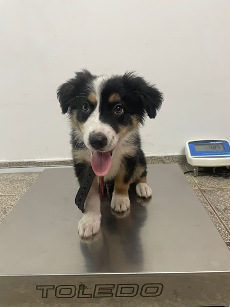 Foto 1 Clínica Animal - Hospital Veterinário 24 horas