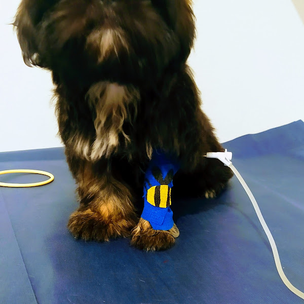 Foto 2 Clínica Animal - Hospital Veterinário 24 horas Foto 2 Clínica Animal - Hospital Veterinário 24 horas