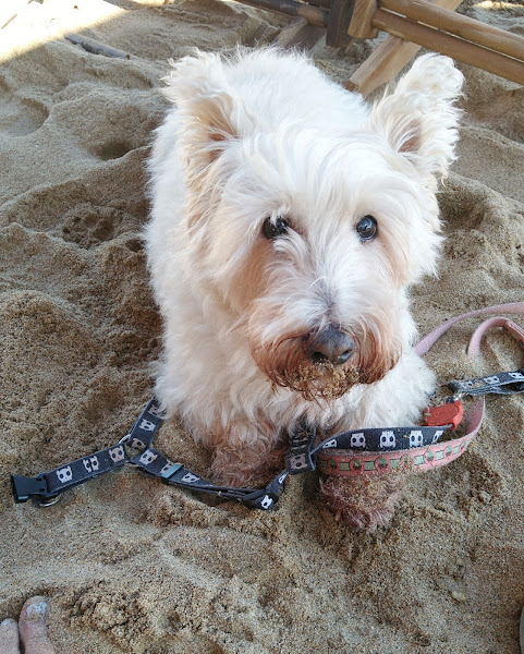 Foto 3 Centro Veterinário POPULAR Vila Teixeira