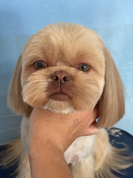 Art Groomer Escola de Banho e Tosa