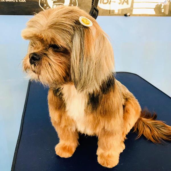 Foto 1 Art Groomer Escola de Banho e Tosa